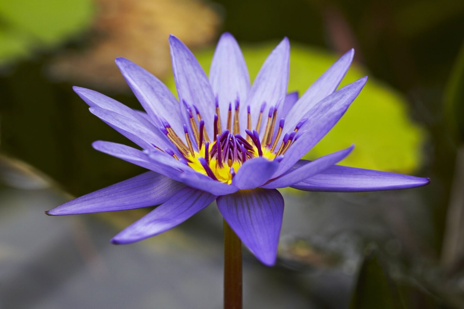 Where Does the Lotus Flower Grow?