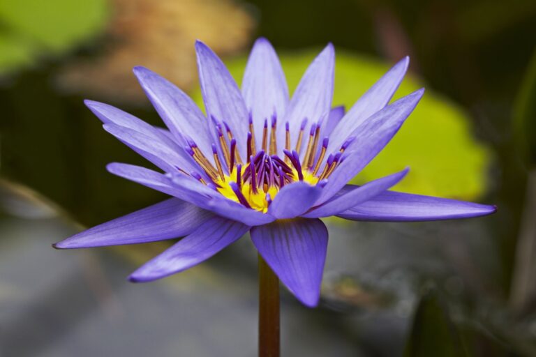 Where Does the Lotus Flower Grow?
