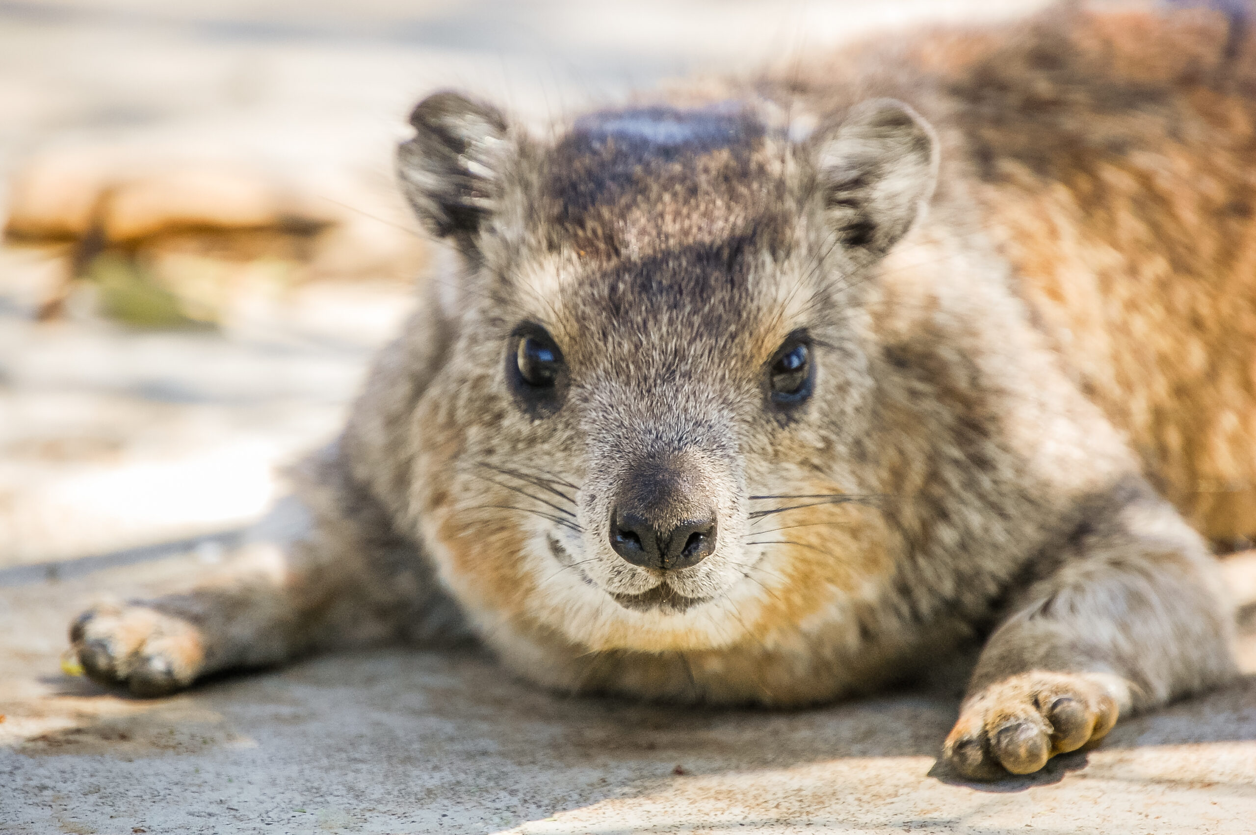 Rhythm linked to reproductive success in male rock hyraxes