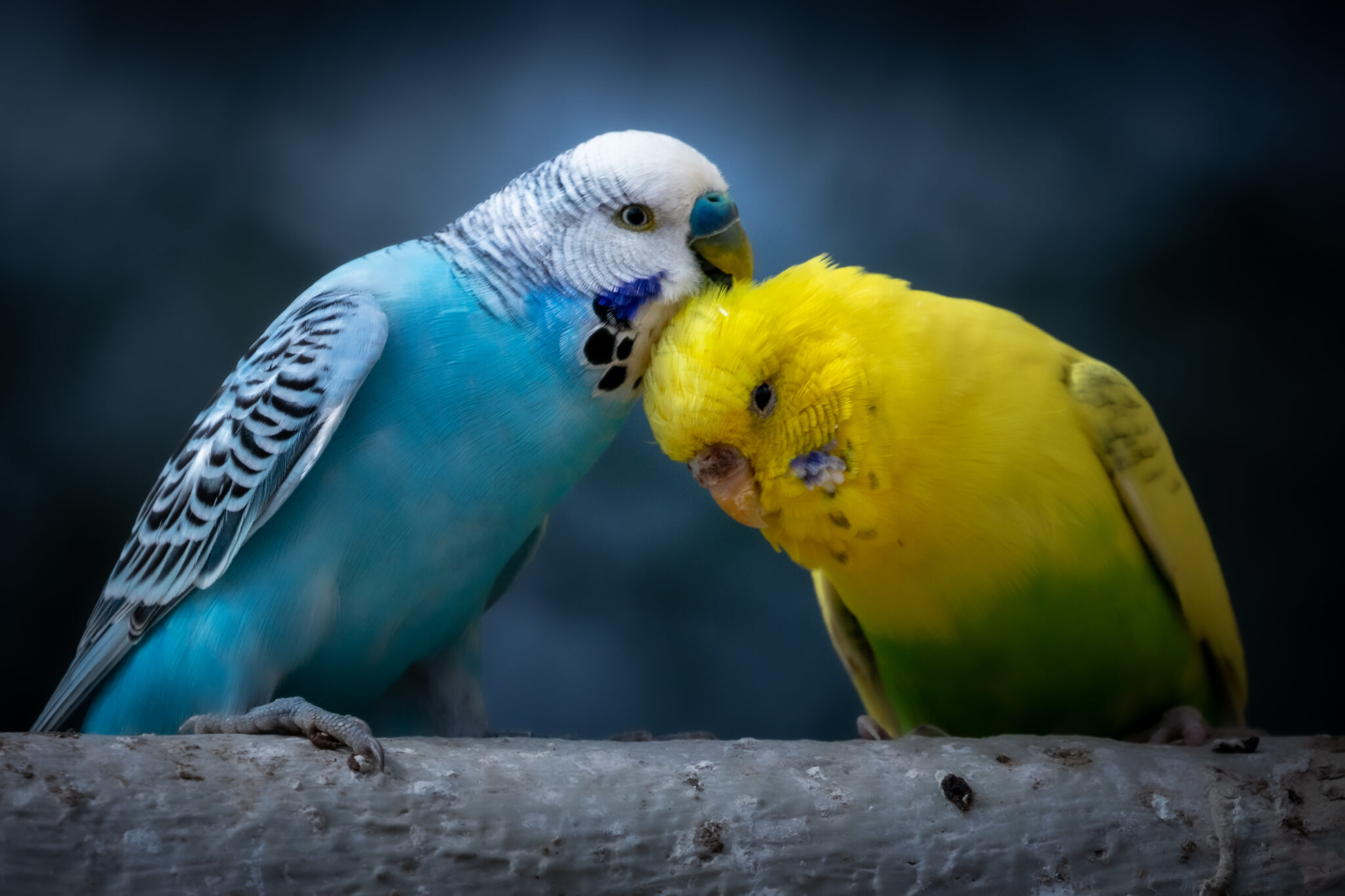 Which Birds Make the Best Pet Birds?