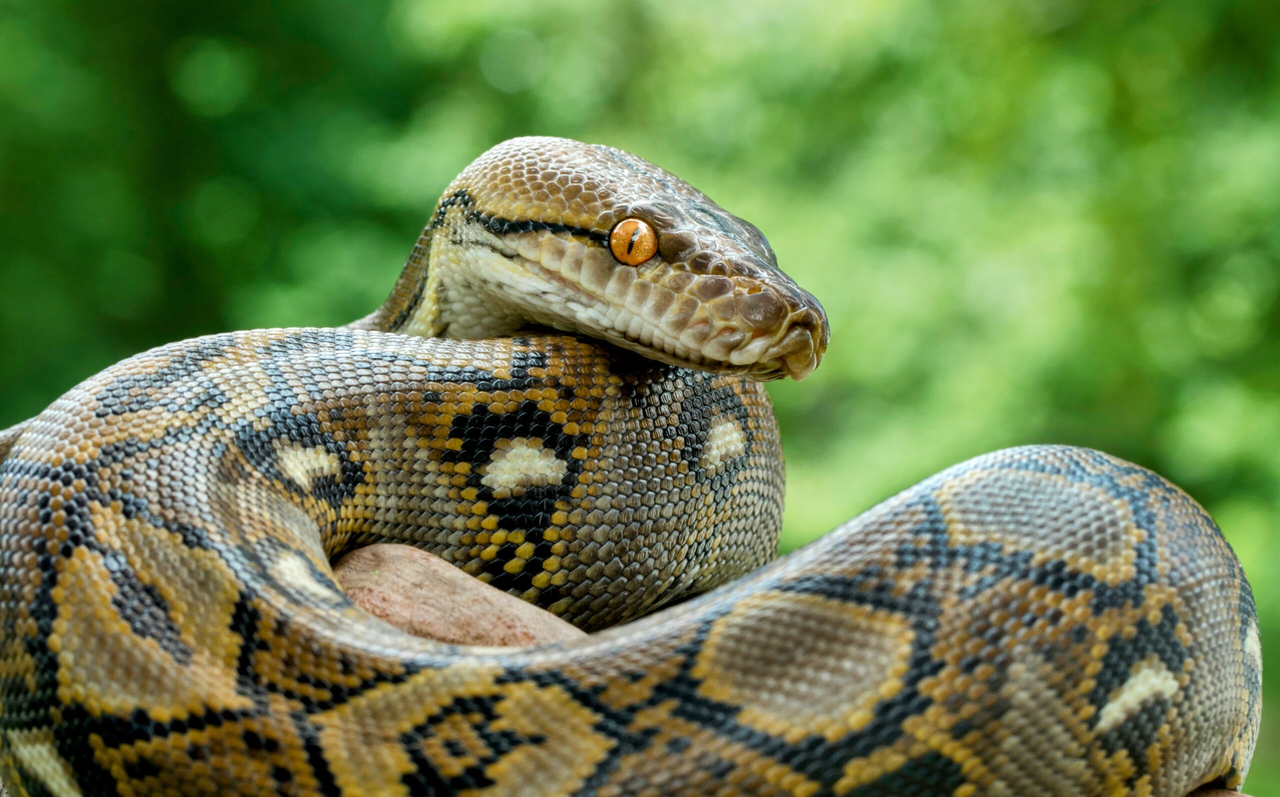 How Can Pythons Eat Prey As Large As A Deer Earth How Can Pythons Eat Prey As Large As A Deer Earth