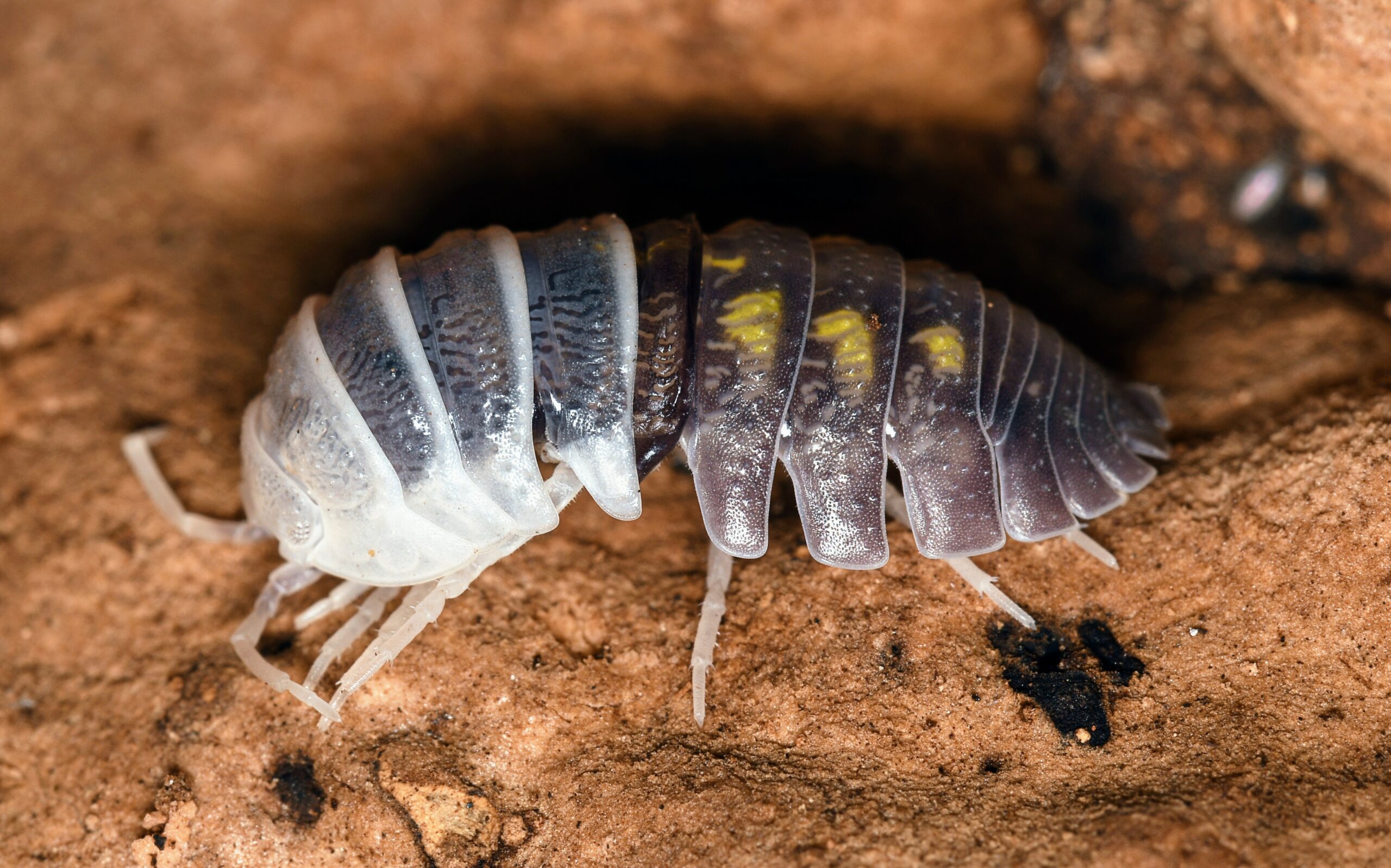 What Kills Woodlice At Kevin Davidson Blog