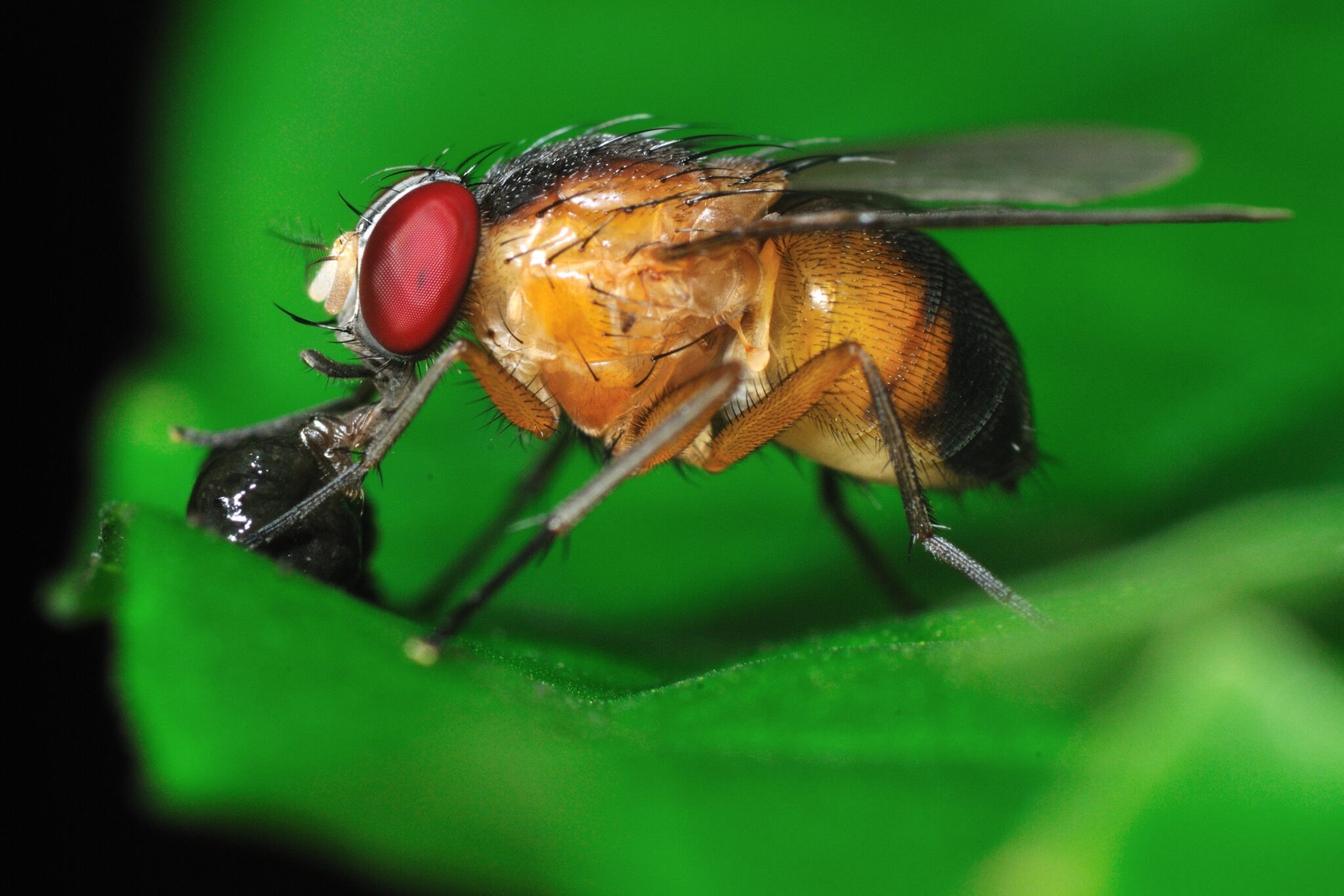 Scorned female fruit flies attack their sexual competitors •