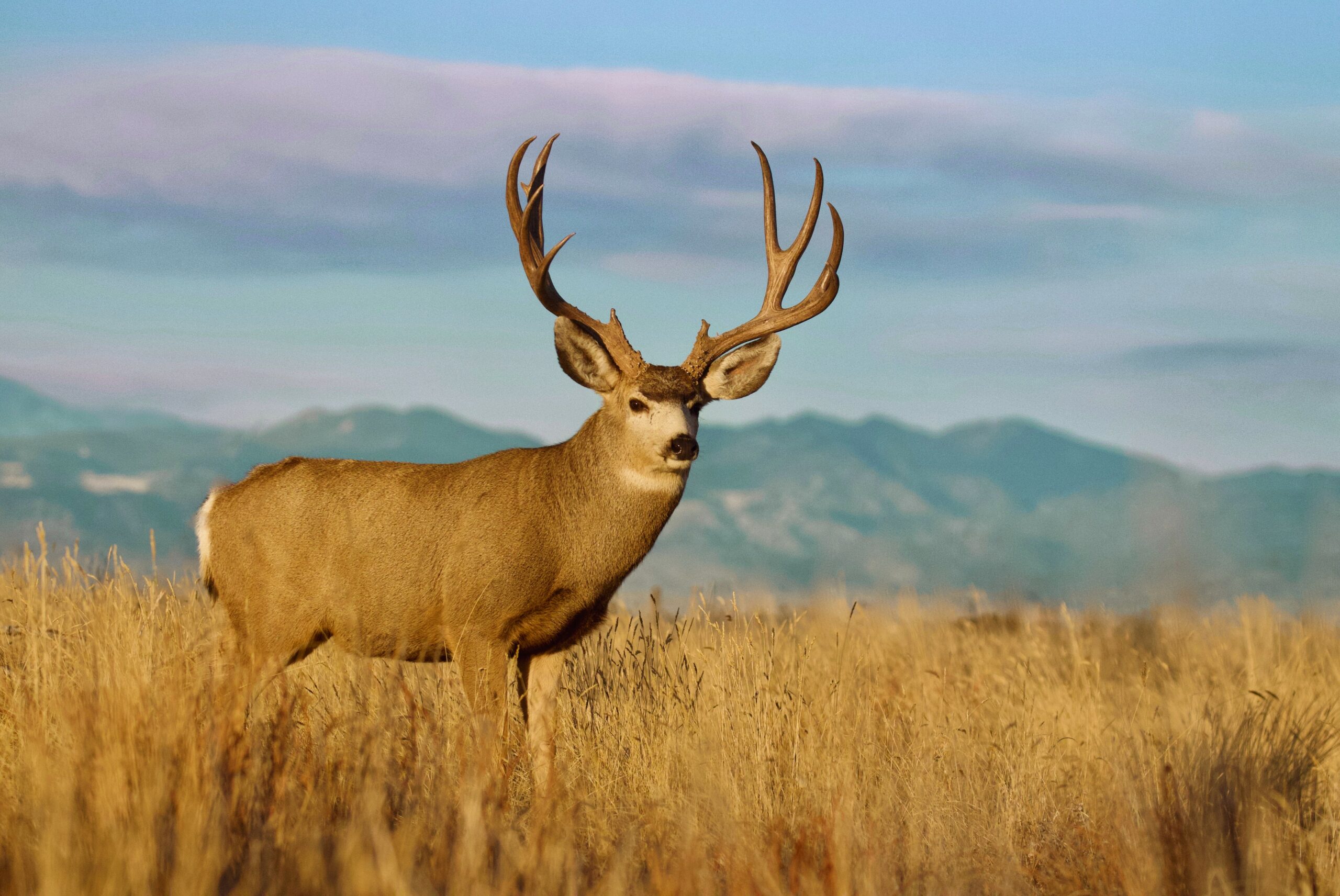 Energy Development Disrupts Mule Deer Migration Earth