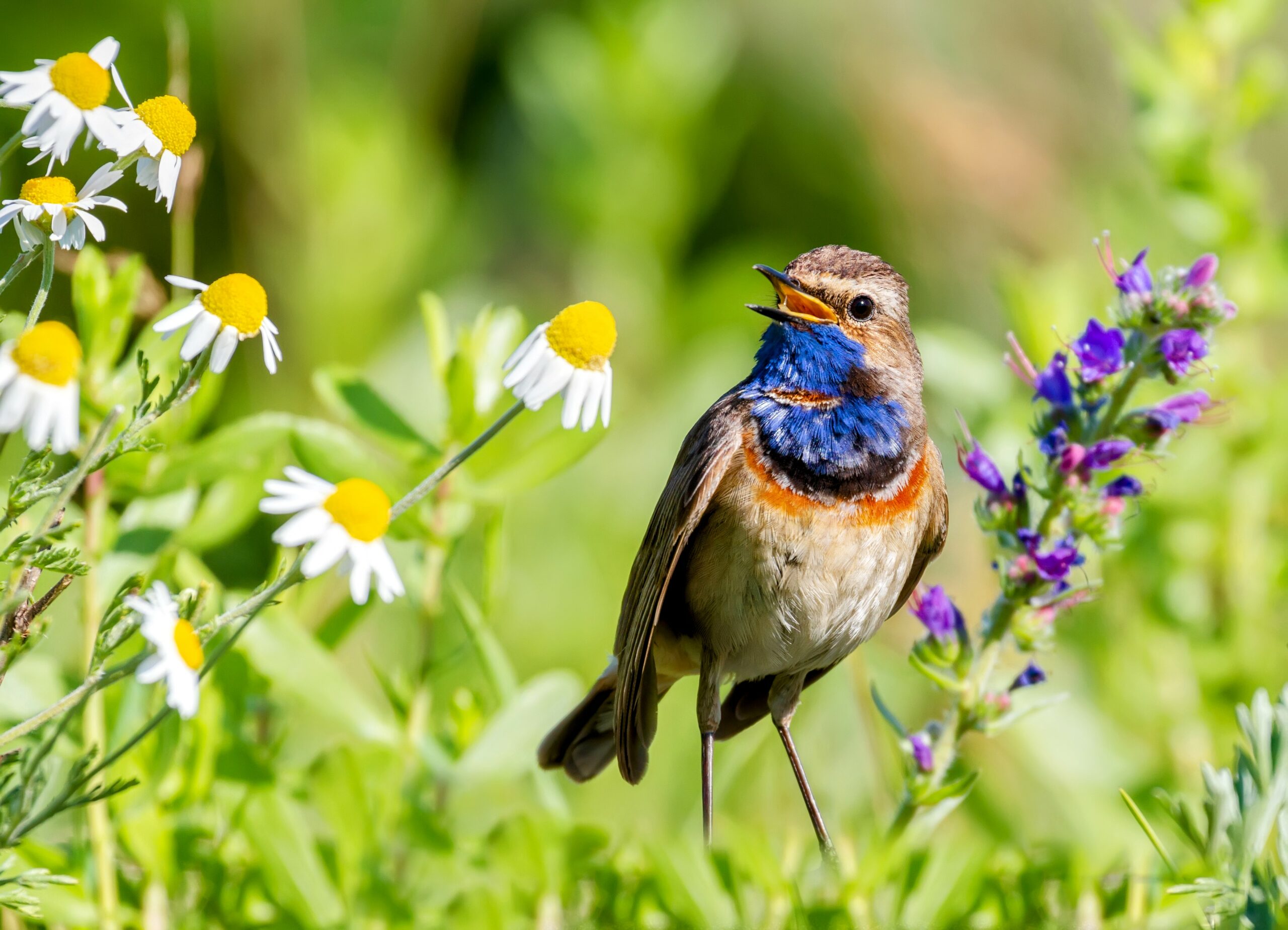Listening to birdsongs can improve mental health