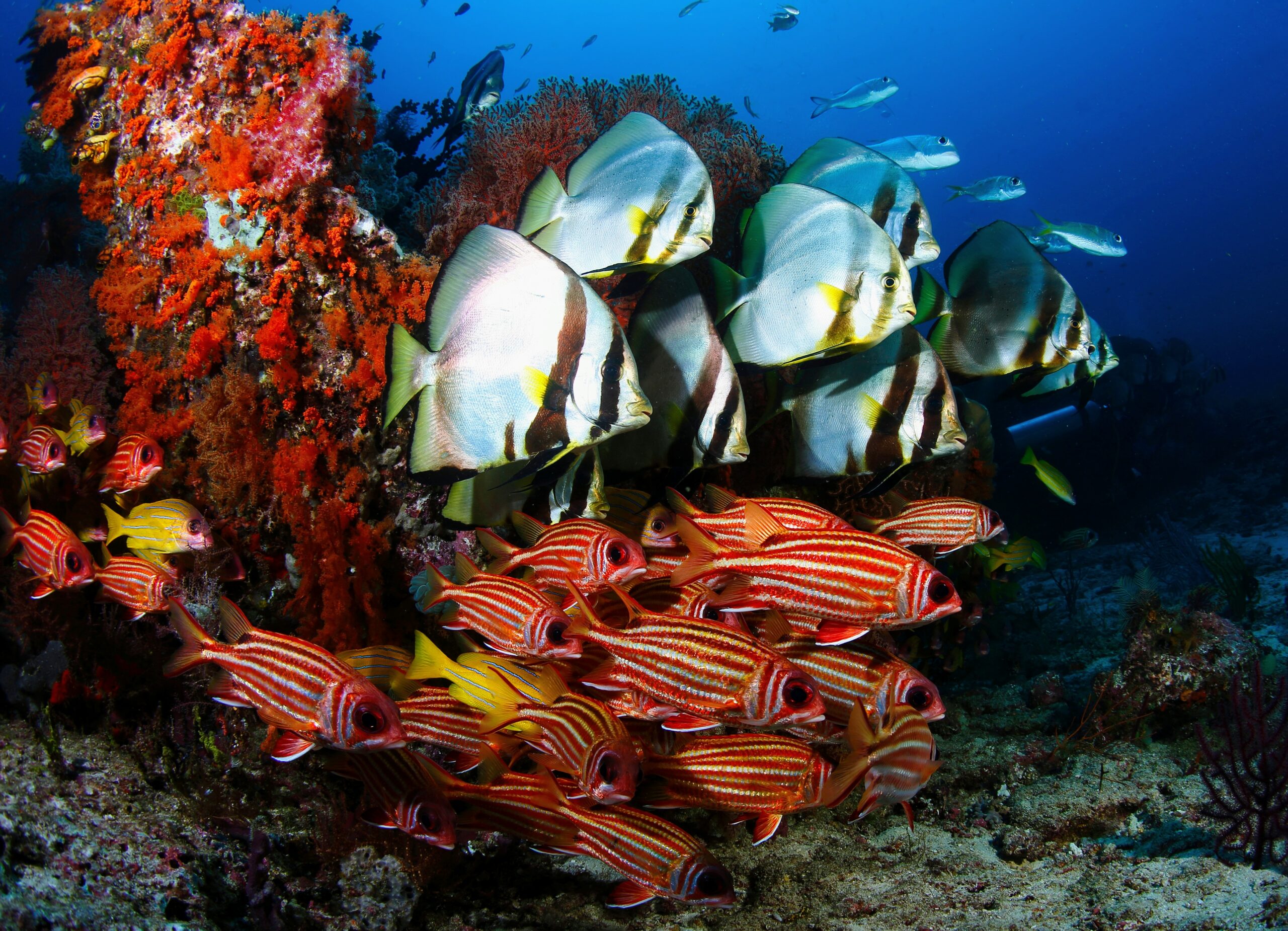 Marine Biodiversity Could Shift Rapidly Due To Climate Change Earth
