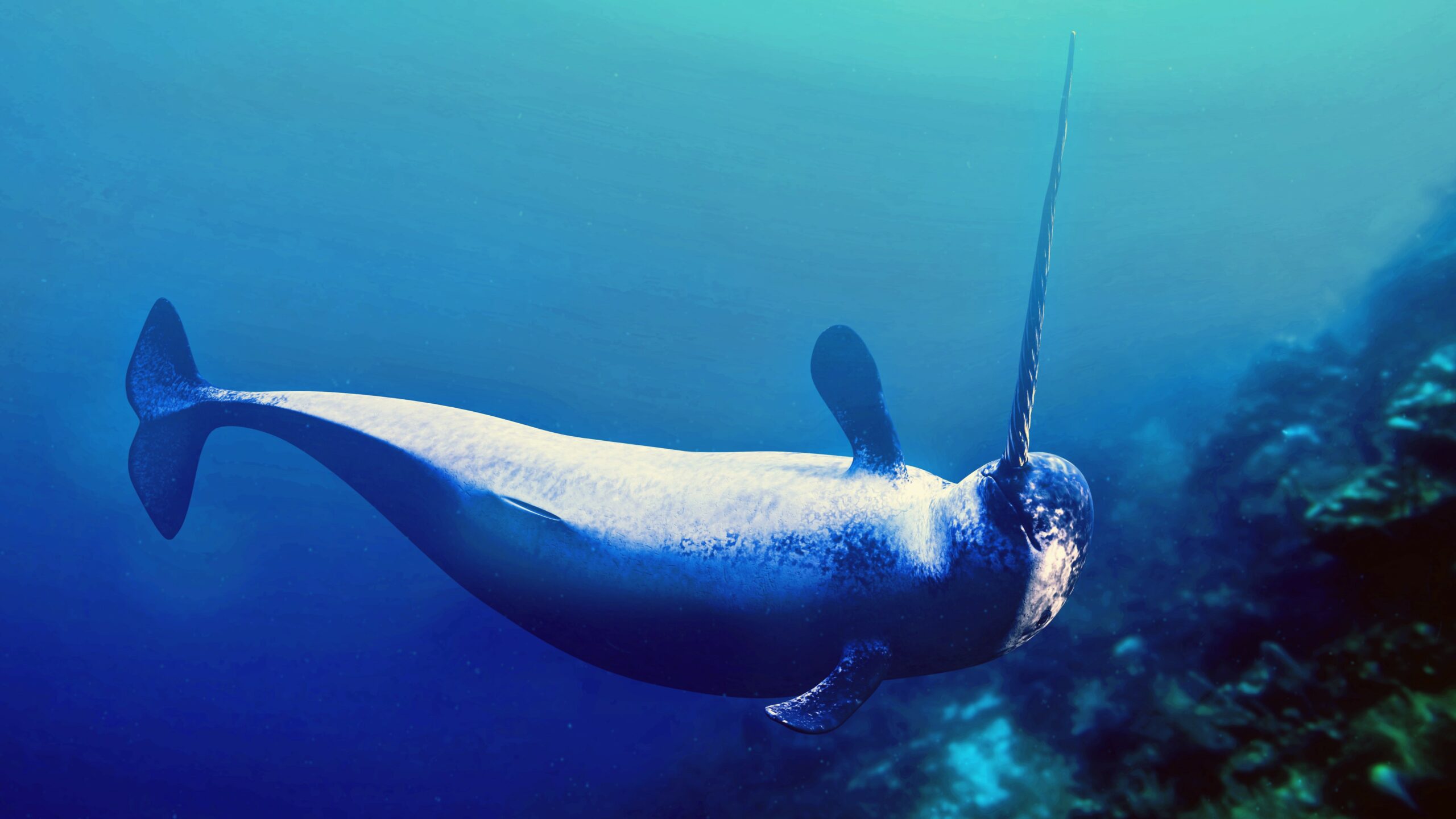 Real Narwhal Whale Real Narwhal Whale