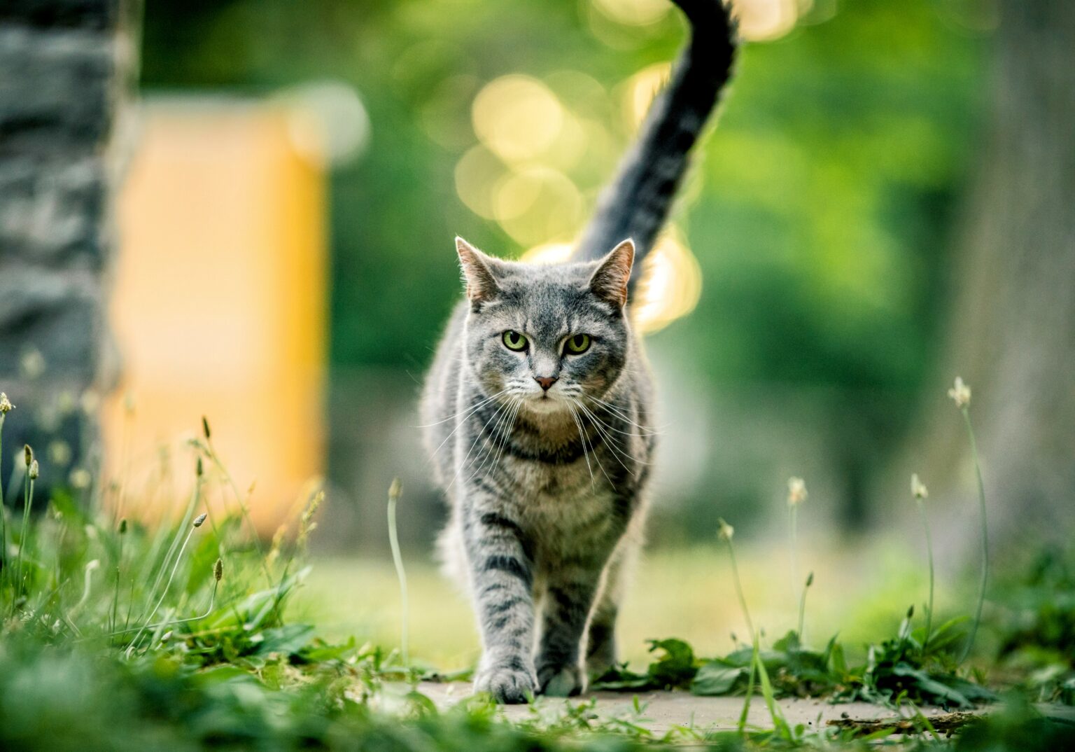 Humans are responsible for the risks of freeroaming cats •