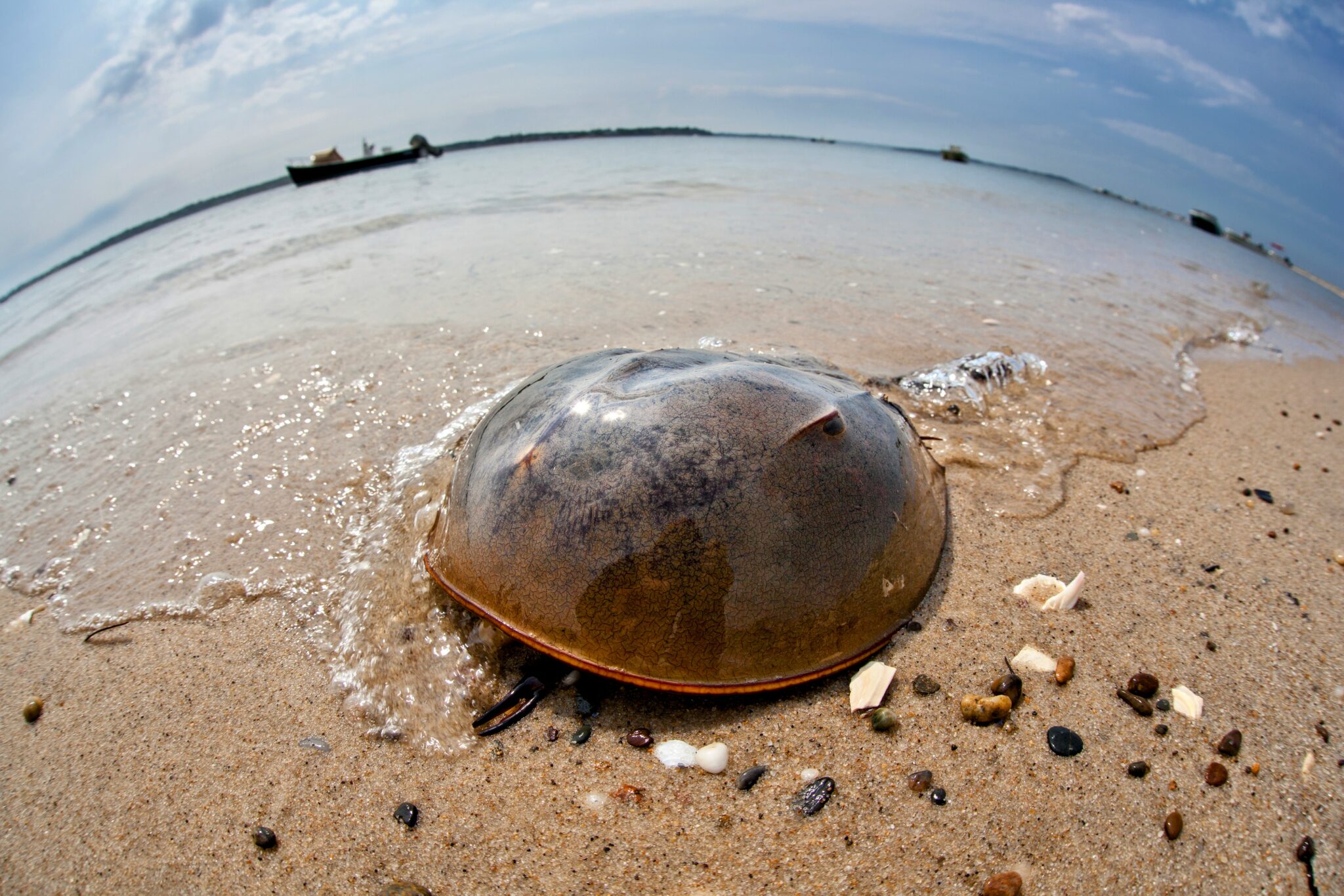 Horseshoe crabs view the world through compound eyes •