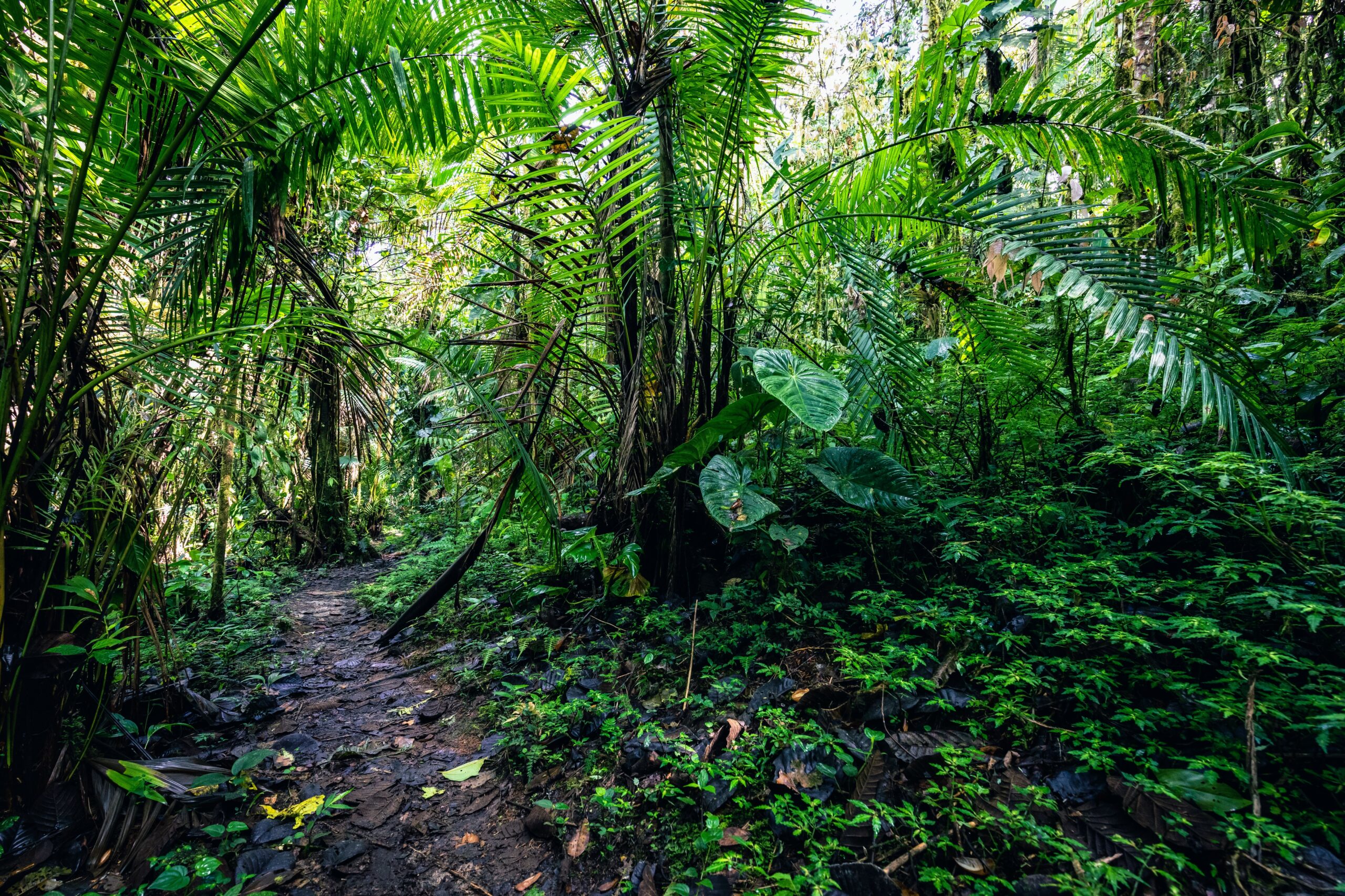 Tree Species Diversity Makes Forests More Productive TrendRadars