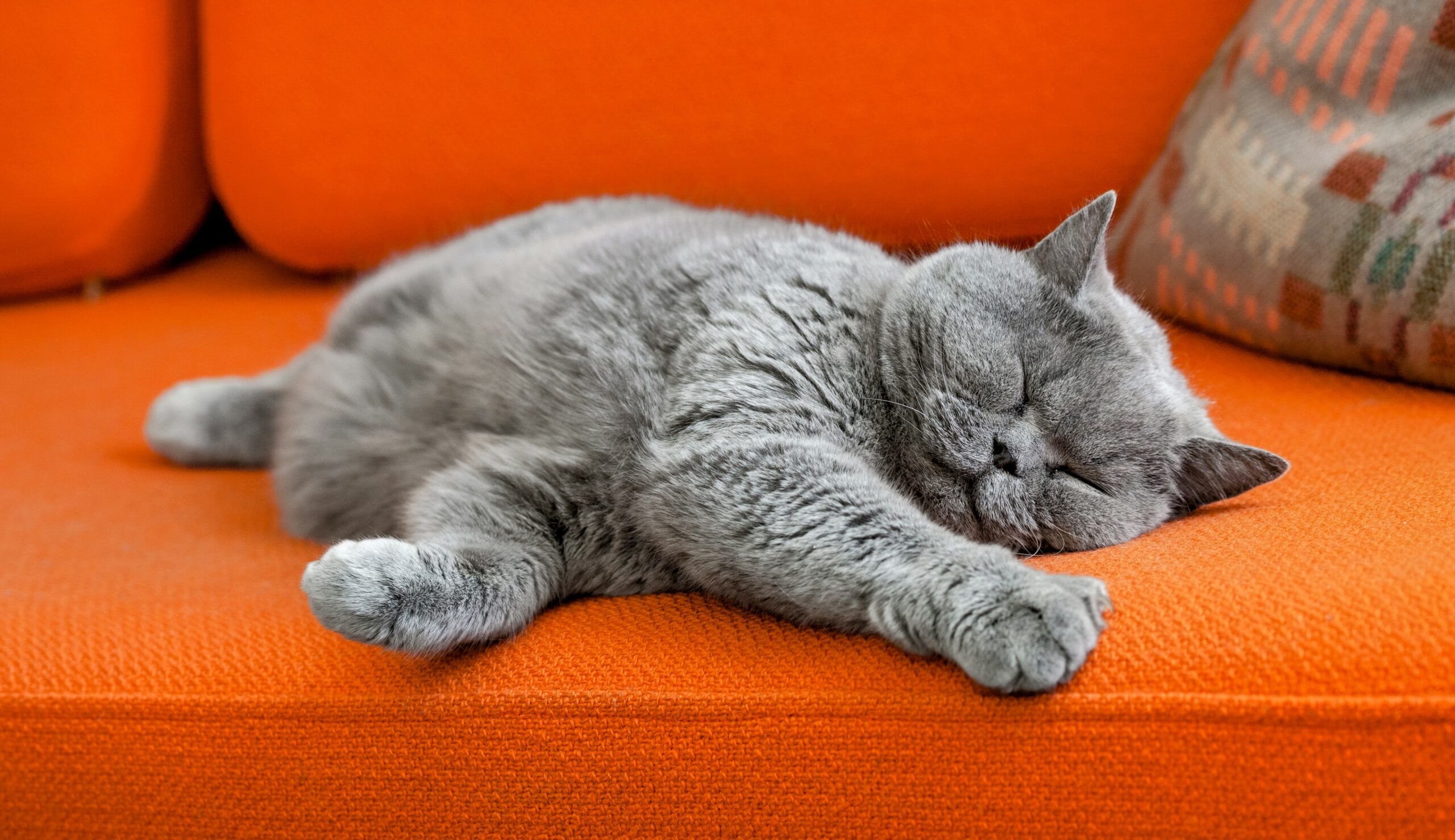 Cats bonded with humans after a single domestication event