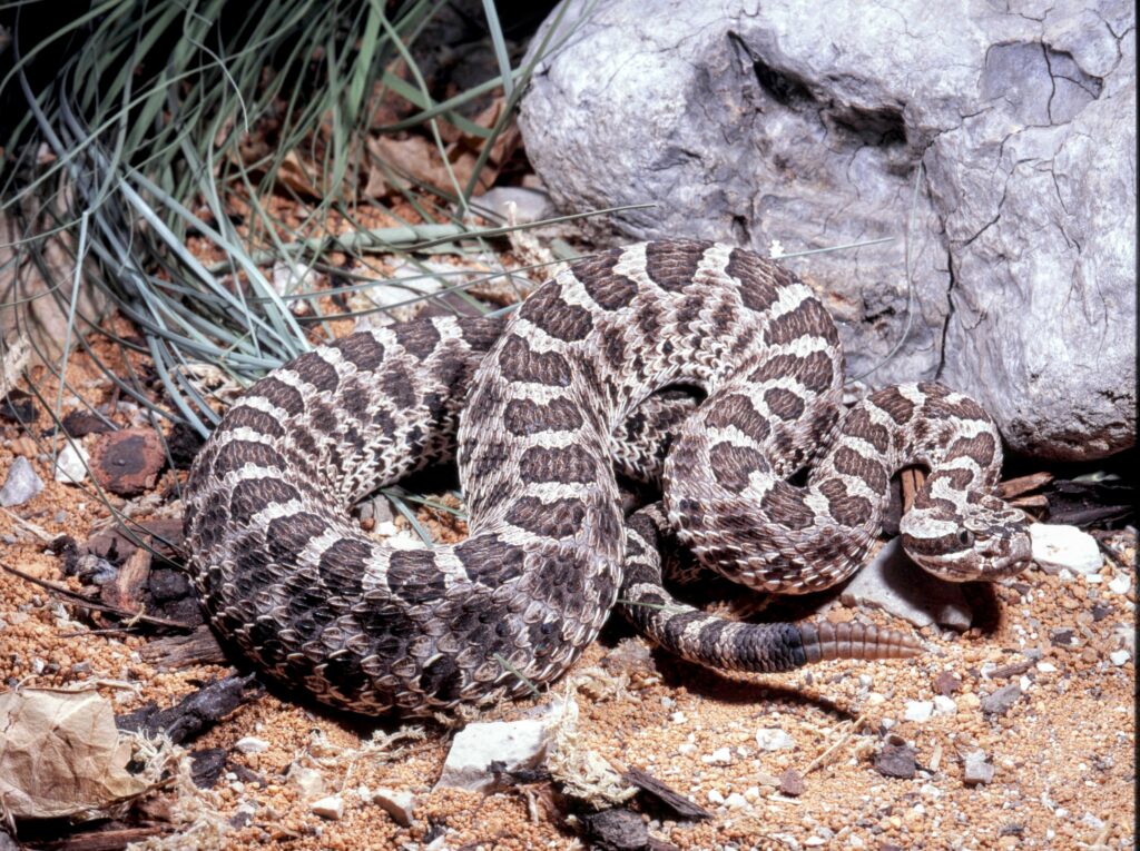 How can we save Ohio’s endangered rattlesnakes? •