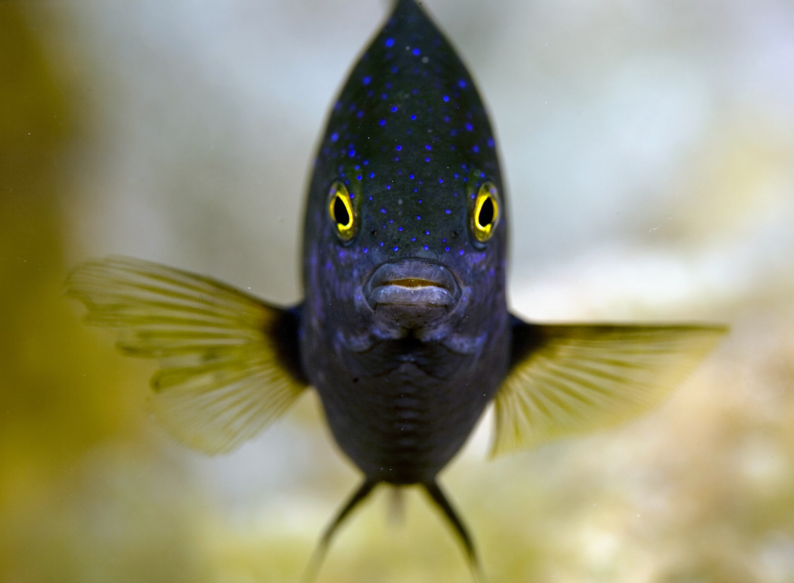Rats on tropical islands change reef fish behavior