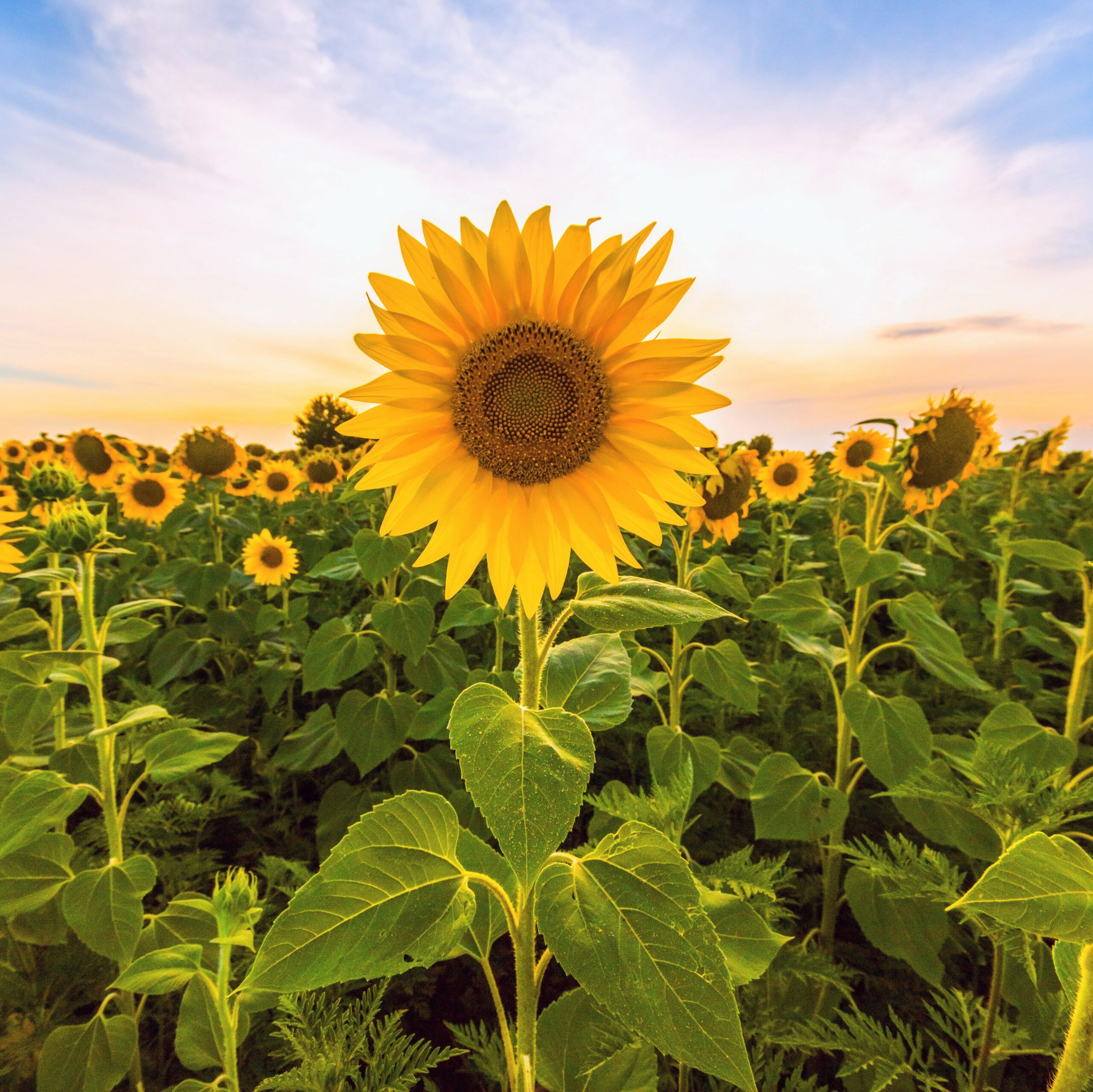 Sunflowers Use An Internal Clock To Bloom At Optimal Times Earth