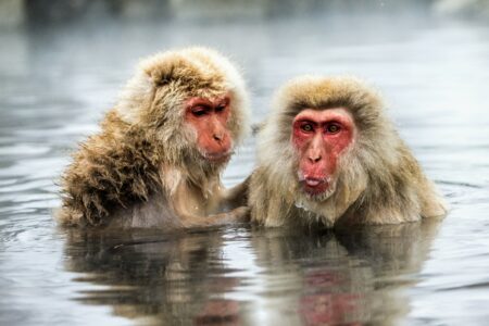 Japanese snow monkeys have learned to fish for food • Earth.com