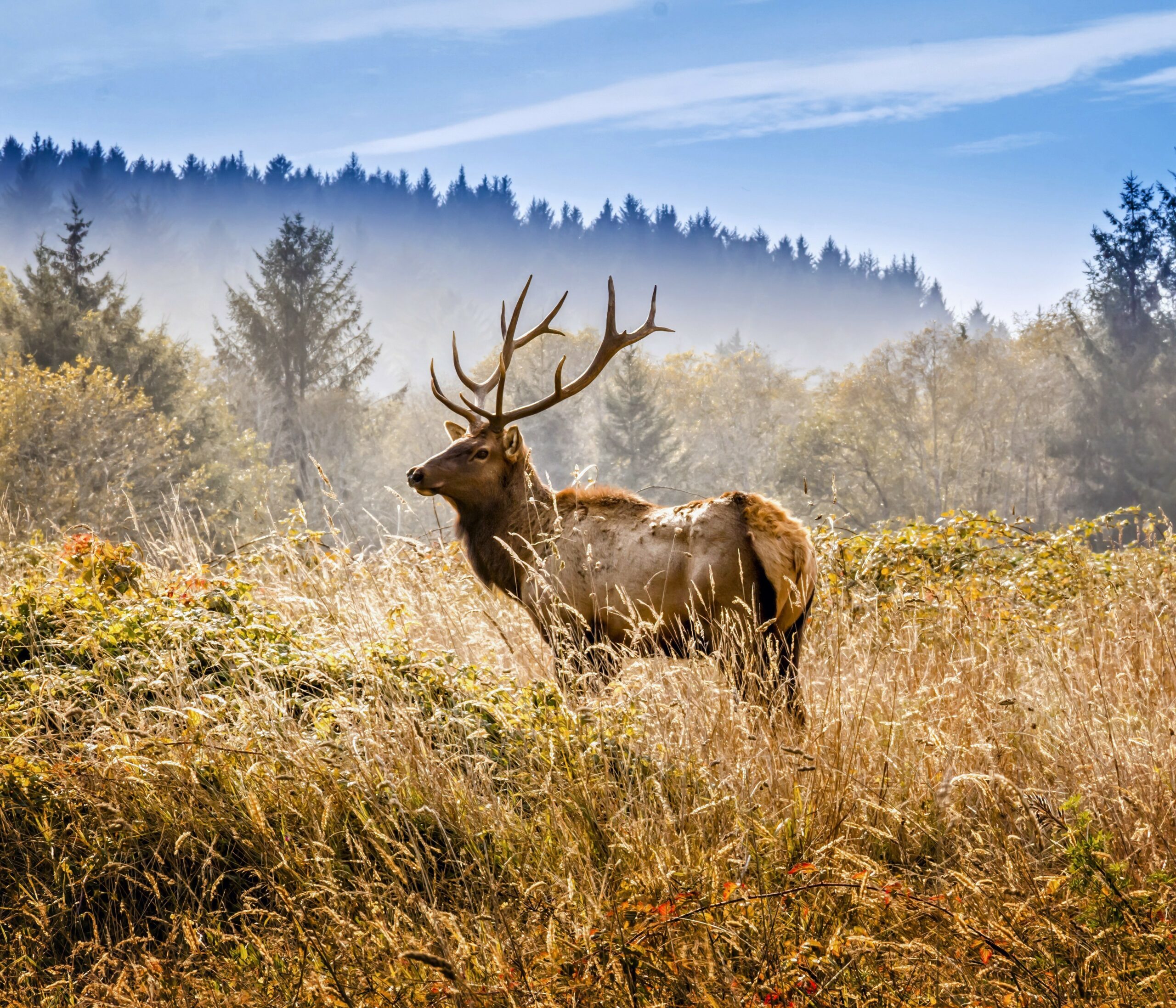 The Unexpected Ways Humans Are Affecting Italy'S Wildlife - 29wy5ne