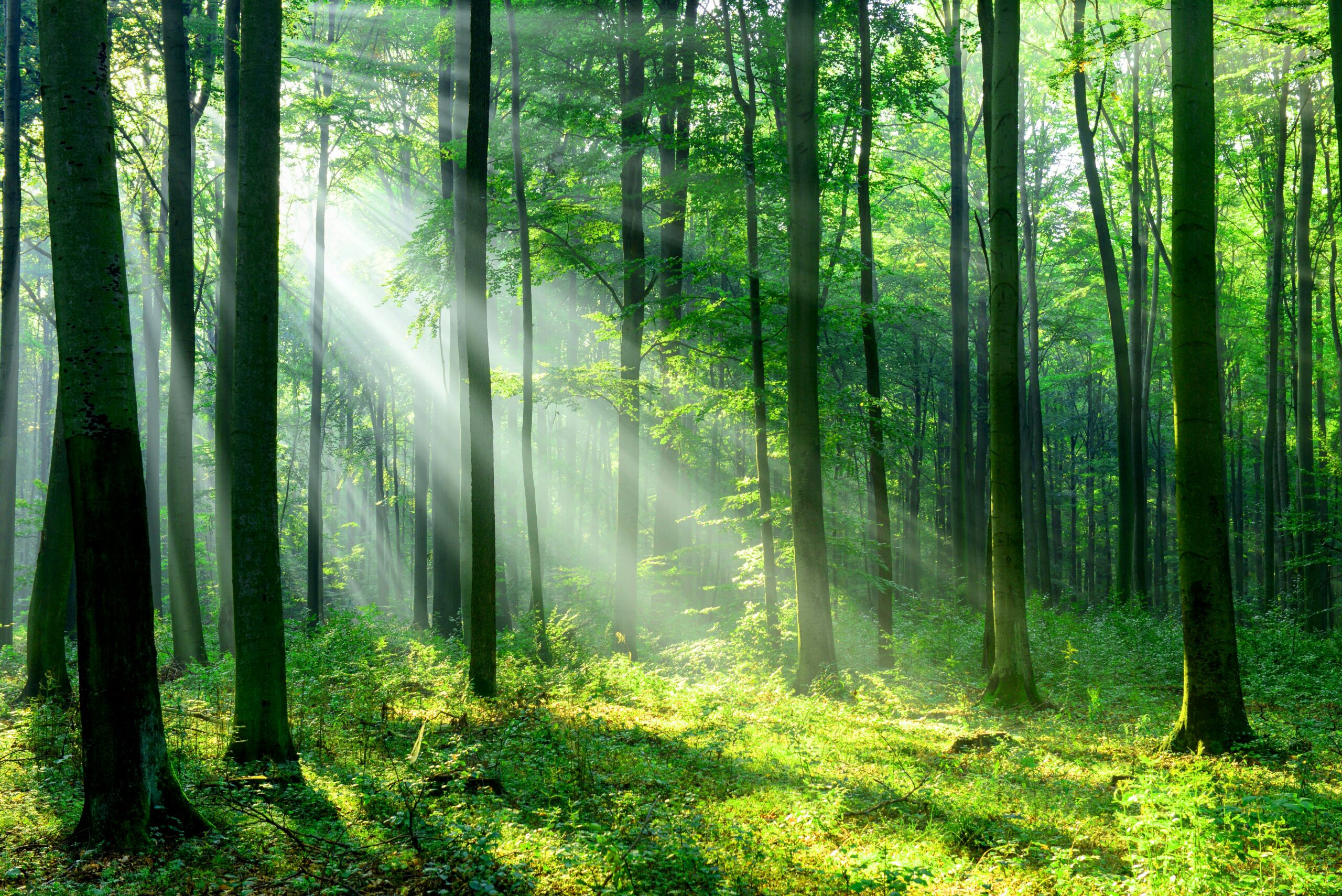 Download Forest Trees Sunlight Wallpaper