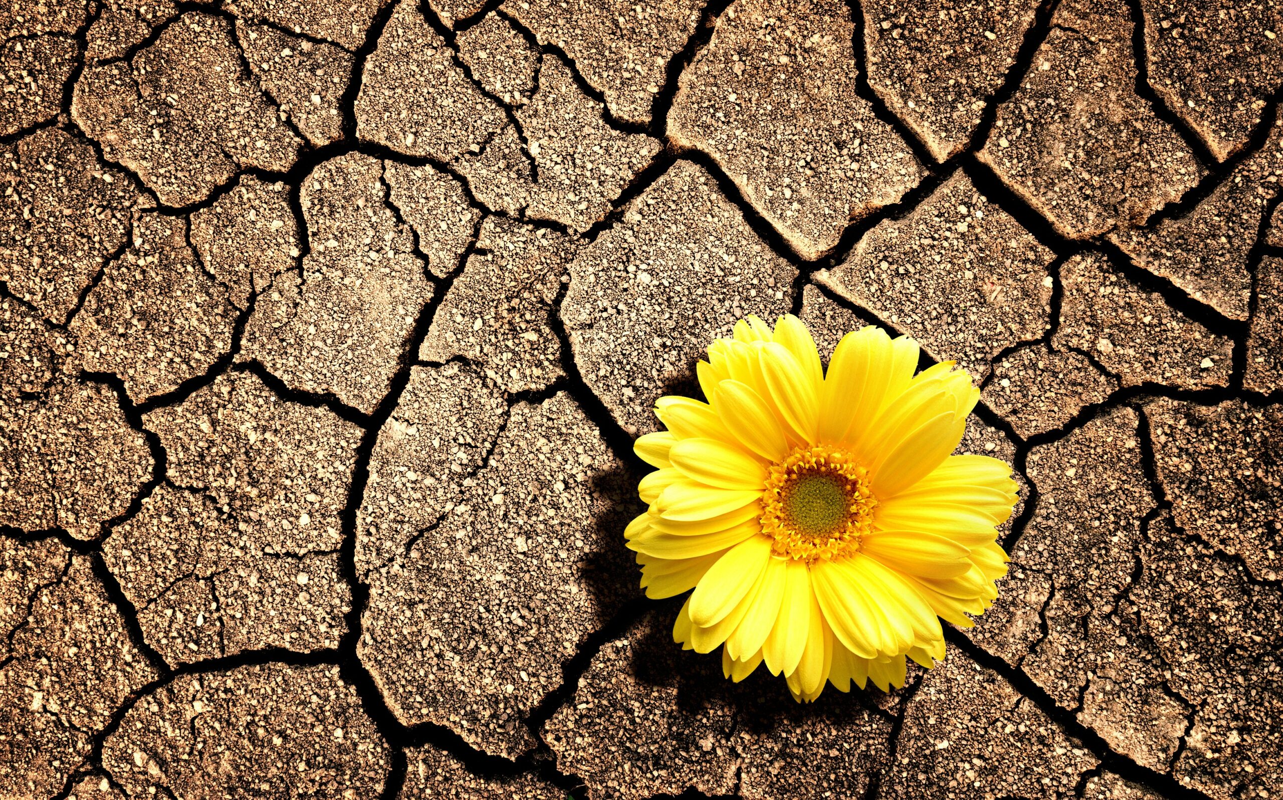 Can plants adapt to rapid warming and drought?