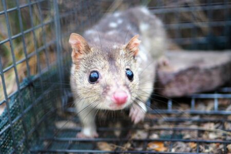 Relentless sex drive may lead northern quolls to extinction • Earth