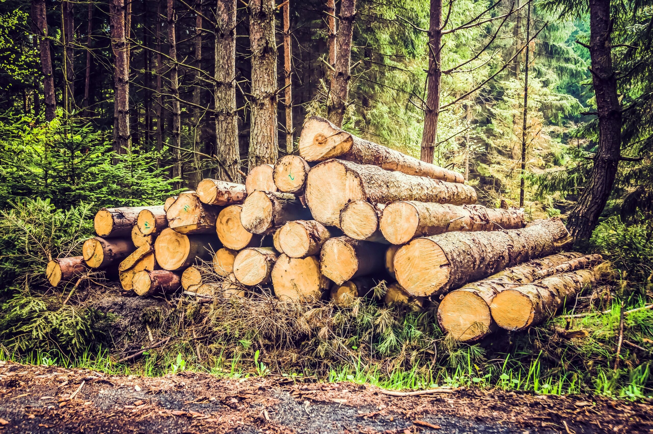 Global land rush threatens biodiversity