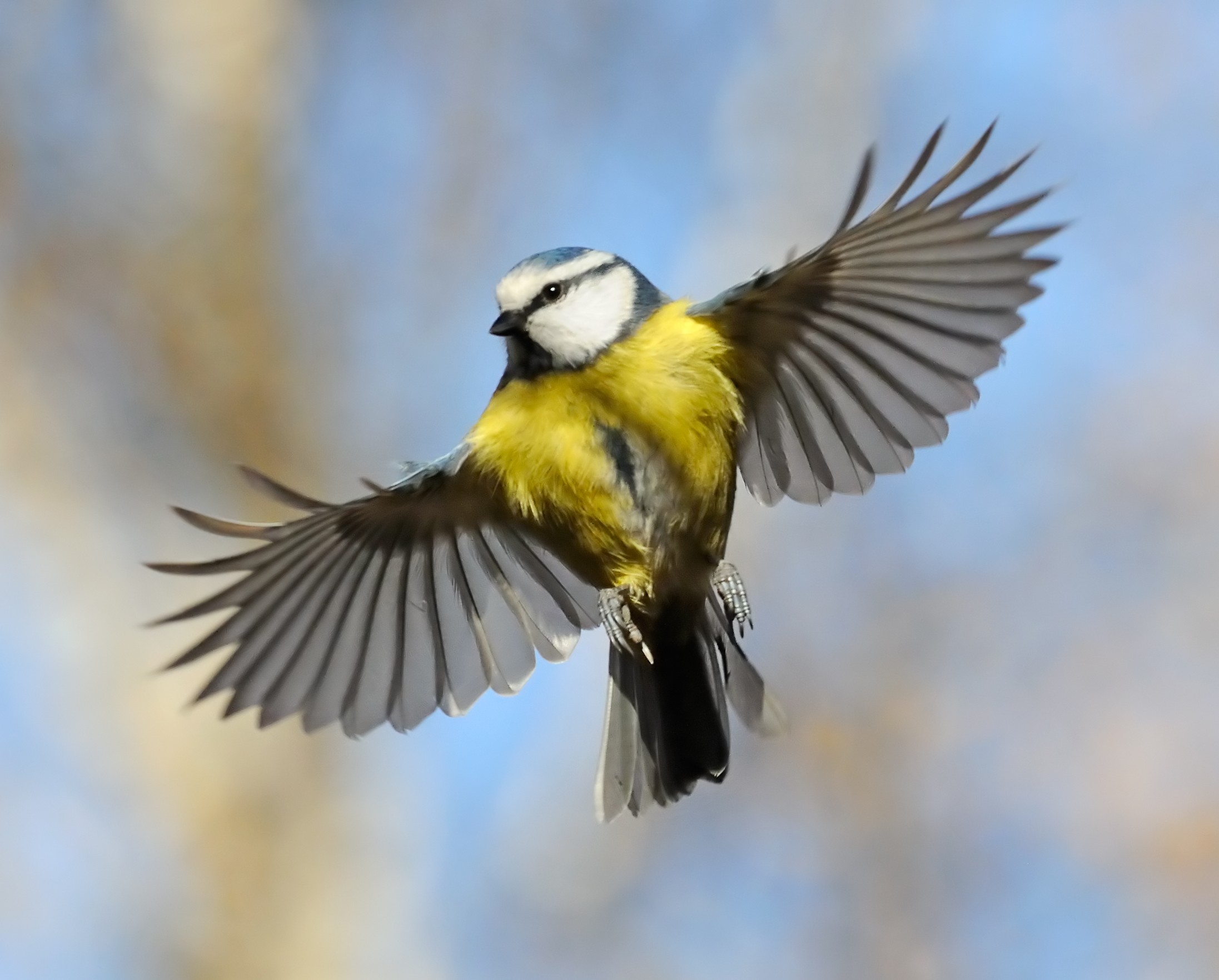 What Is The Evolutionary Origin Of Birds Wings Earth What Is The Evolutionary Origin Of Birds Wings Earth