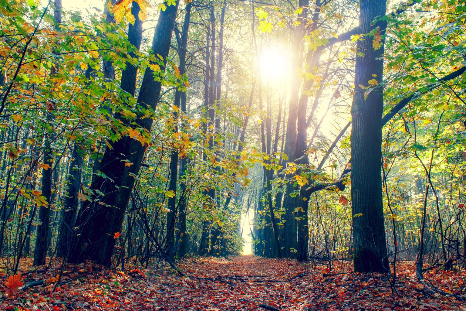 Nature improves the life quality of older adults • Earth.com