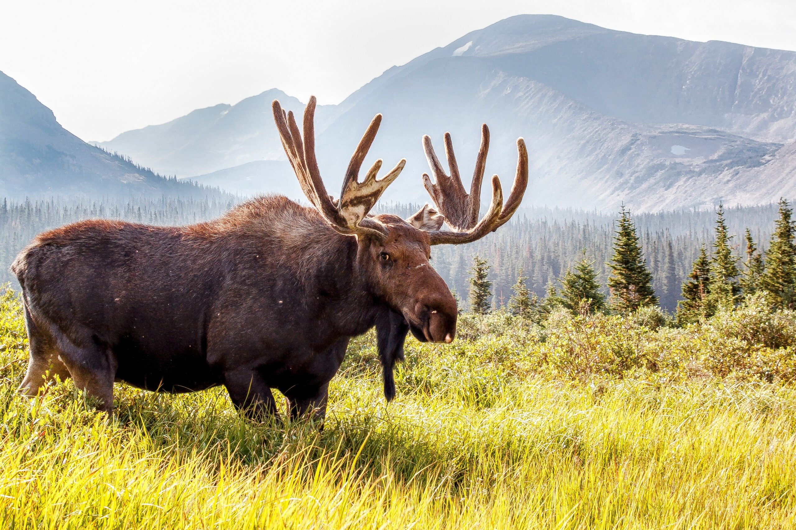 moose-contribute-to-global-warming-earth