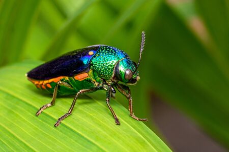 How did jewel beetles’ visual systems evolve? • Earth.com