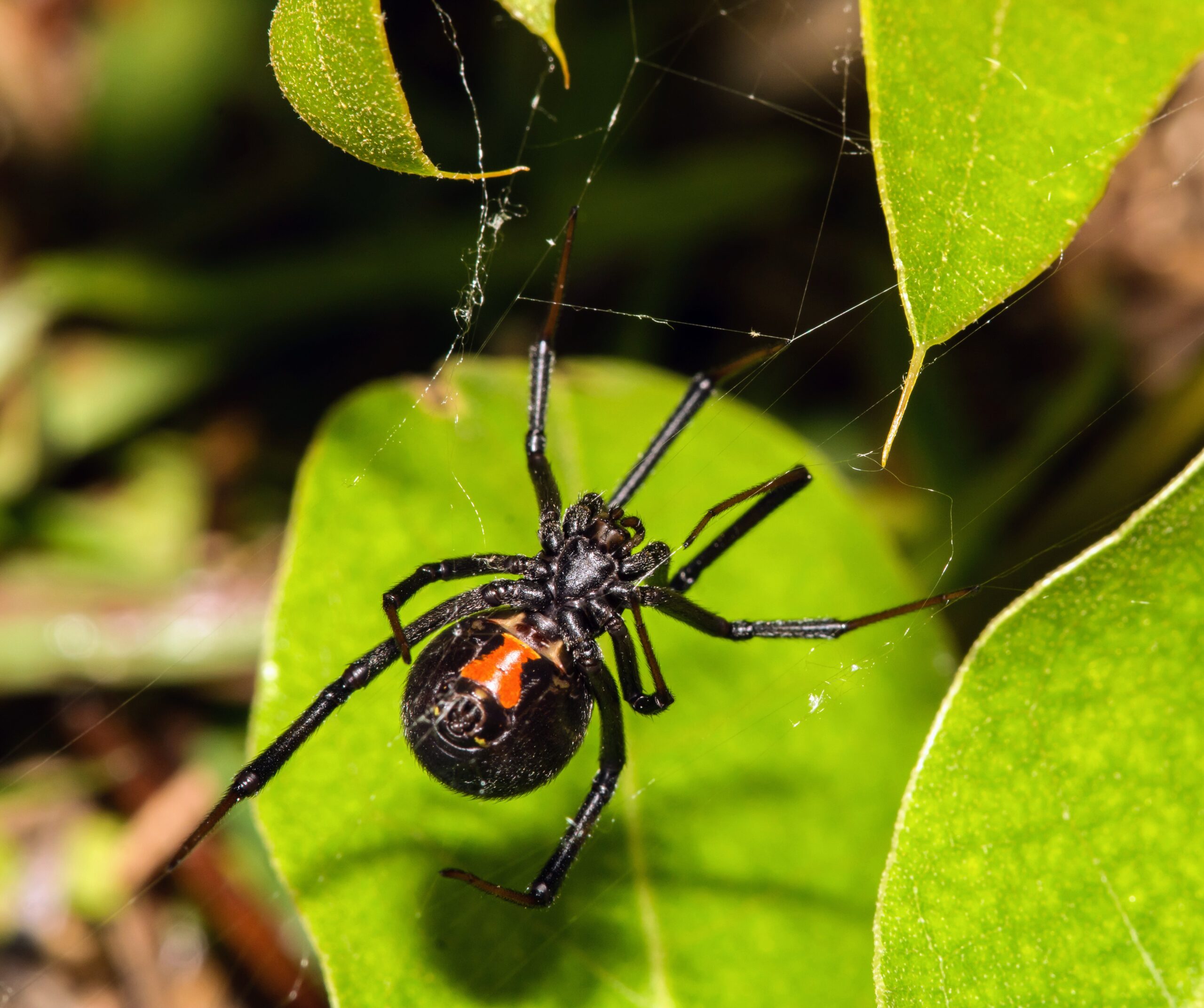 Black Widows Are Being Targeted By Invasive Brown Widows Earth