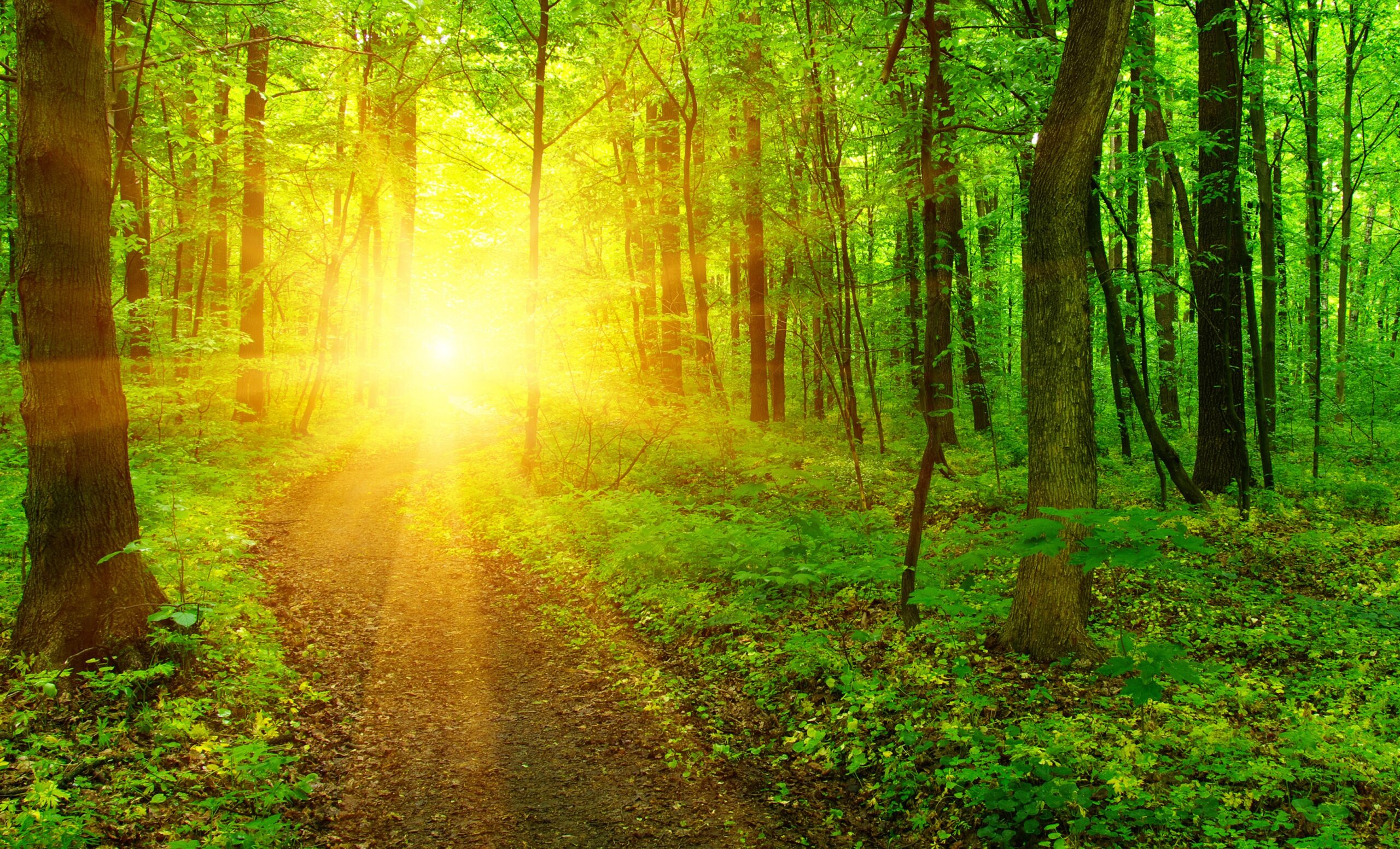 International Day Of Forests Green Spaces Reduce Health Risks Earth