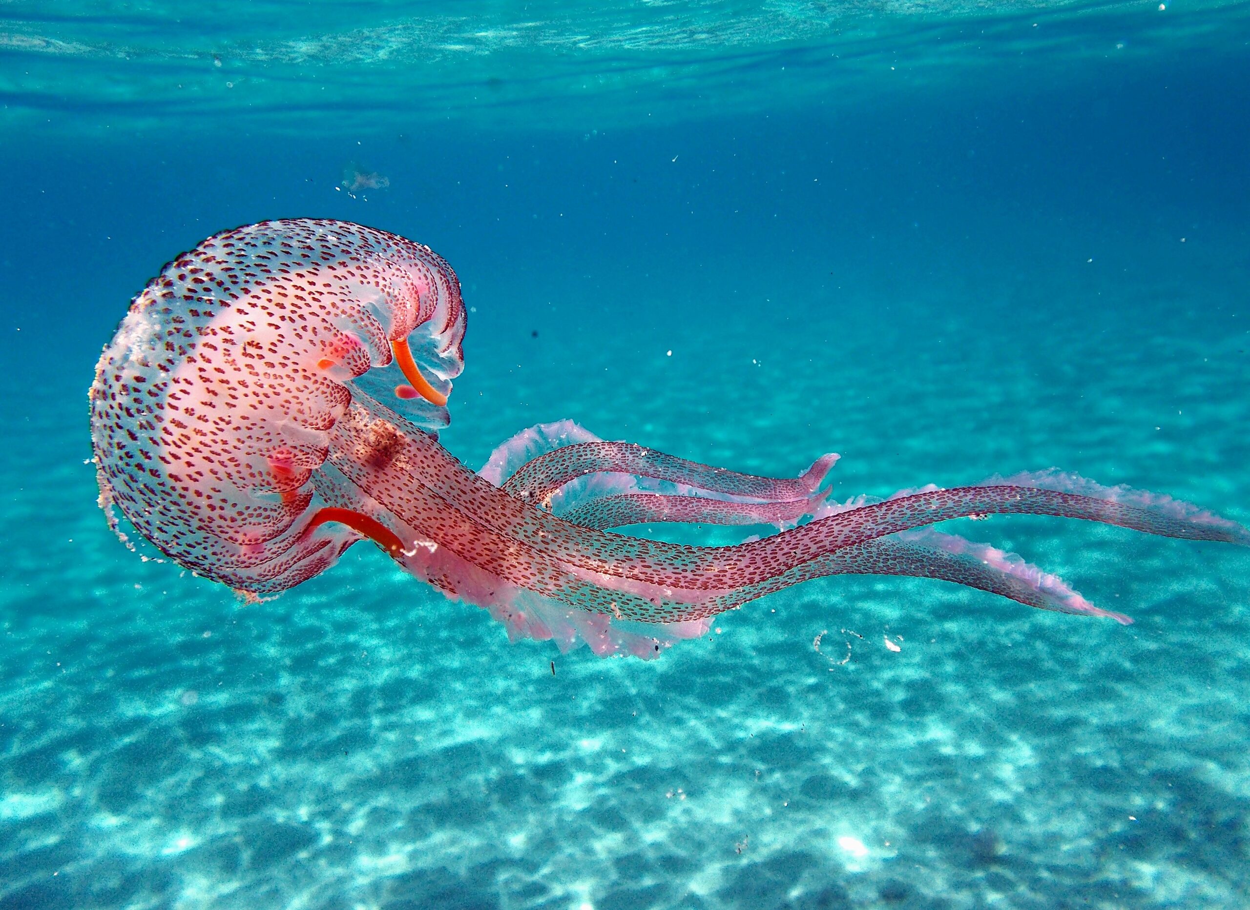 Larger Jellyfish Are More Nutritious Earth