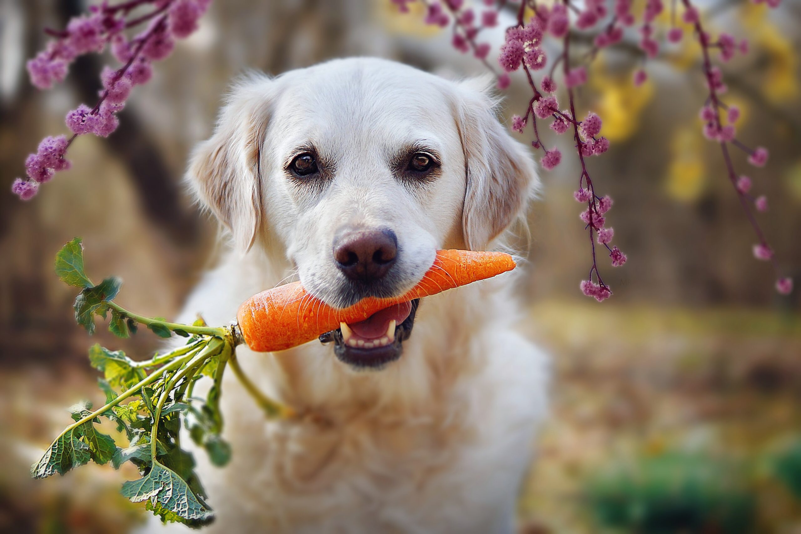 Vegan diet for dogs given the thumbsup by scientists