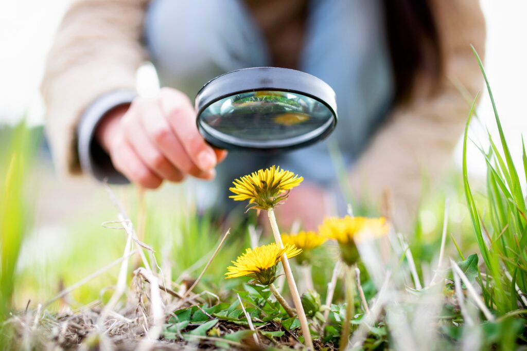 What did the first plants on Earth look like? •