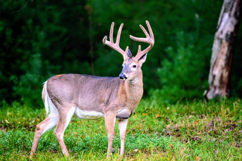 Whitetailed deer blood neutralizes Lyme disease •