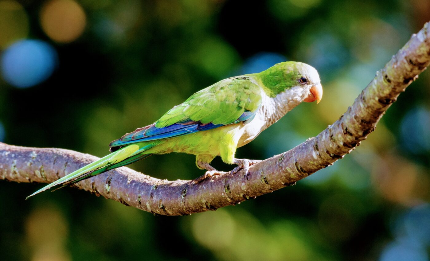 Roman Parakeets Monk Parakeets In Rome