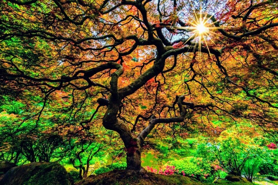 Tree diversity increases carbon storage in forest soils •