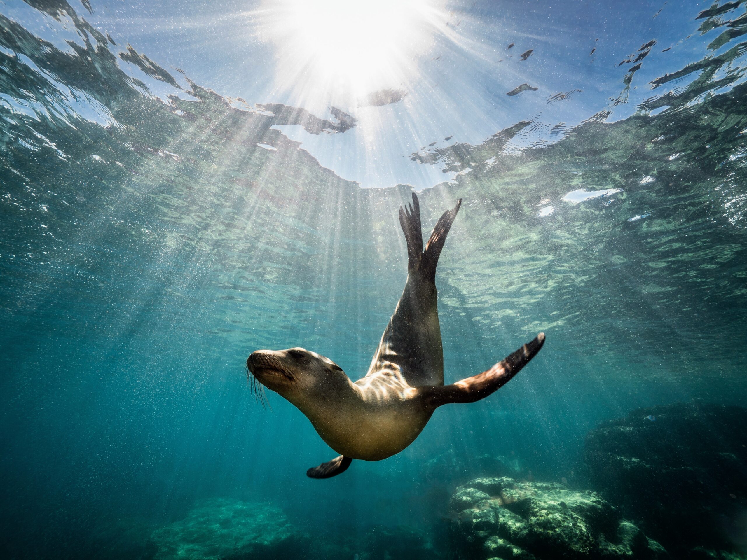 California sea lions are getting bigger as their population increases