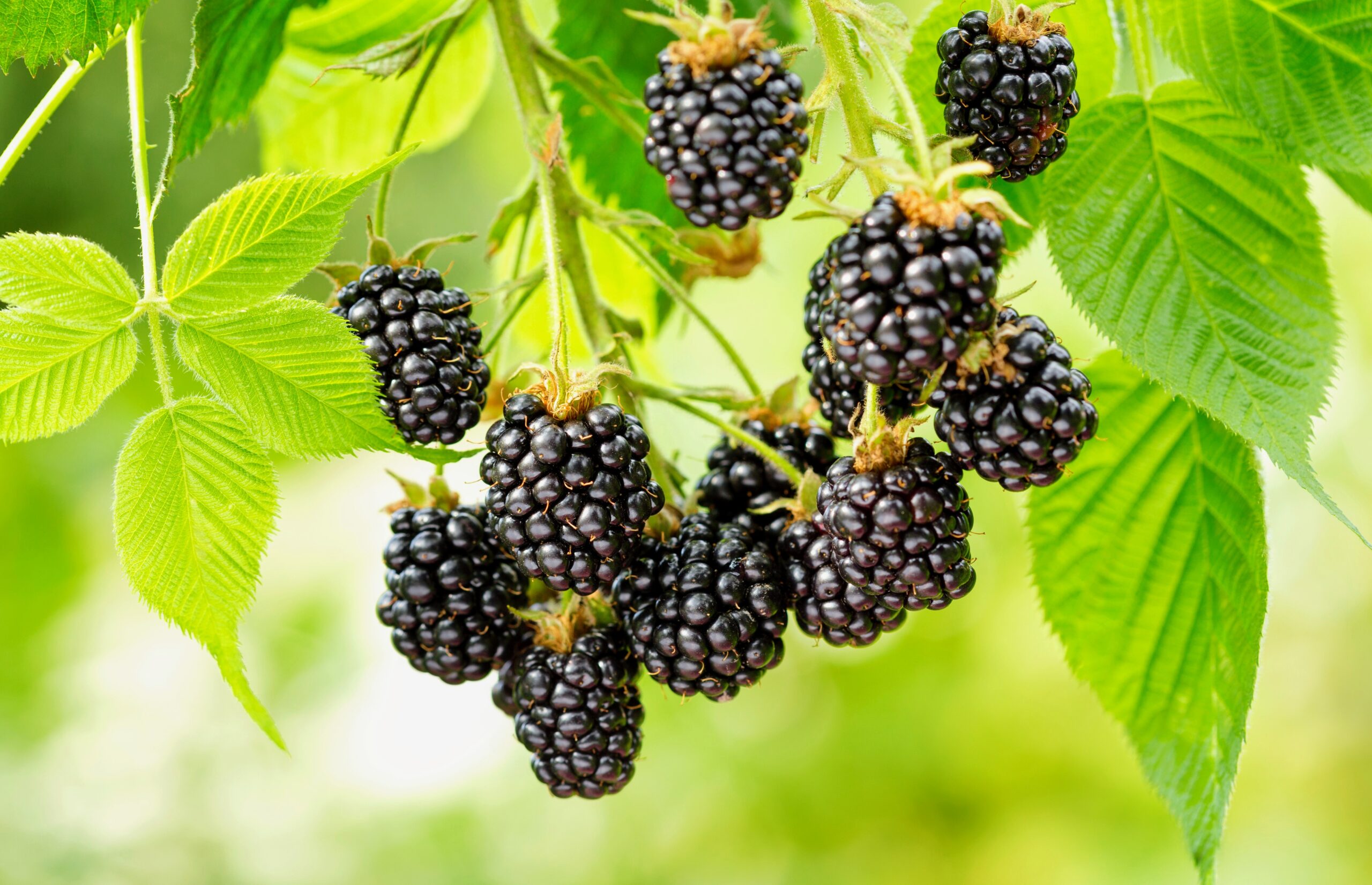 Flavonol-rich foods reduce the risk of developing frailty - Vimarsana News