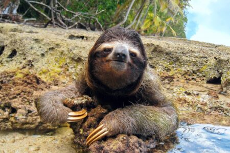 Study reveals the secret survival strategies of sloths • Earth.com