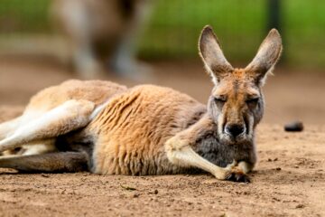 Young red kangaroos grow faster when exposed to dingoes β’ Earth.com