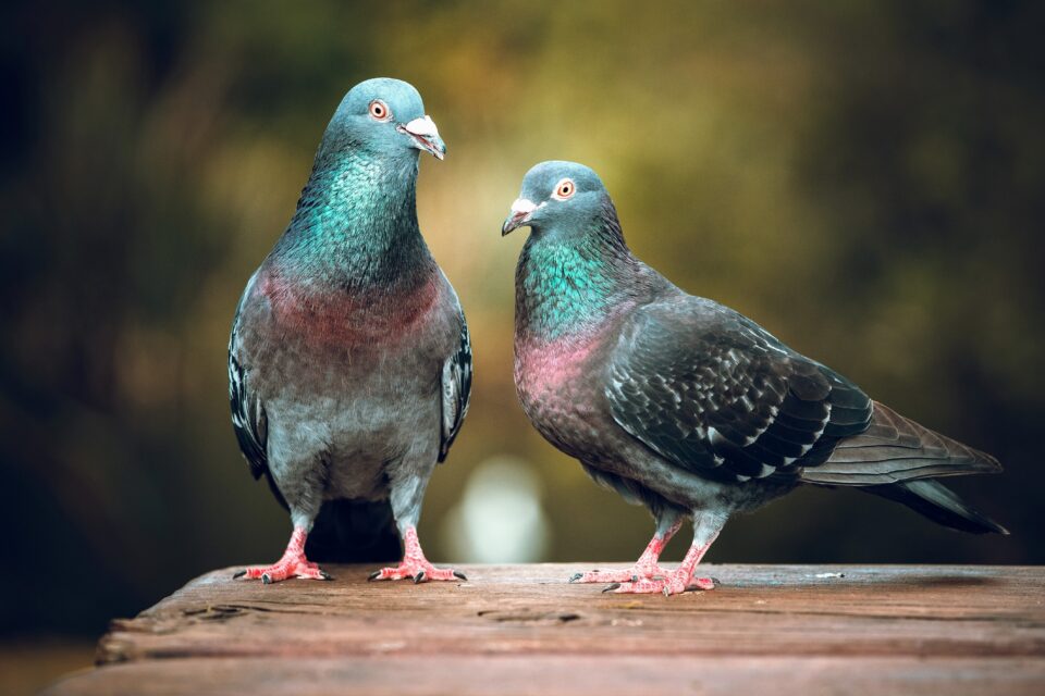 Do birds dream of flying? Scientists say they now know the answer
