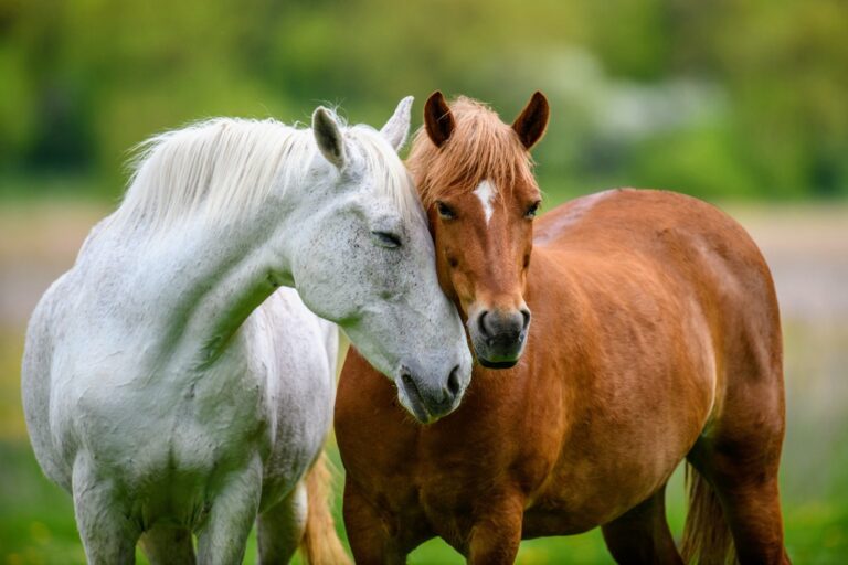 Horses have complex emotions, but interpreting them has proven