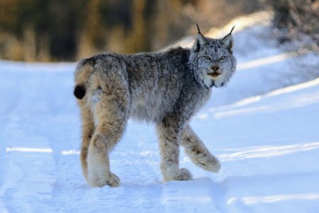 Local species extinctions are often underestimated • Earth.com