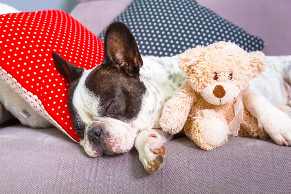 Dogs can have sleep apnea, too •