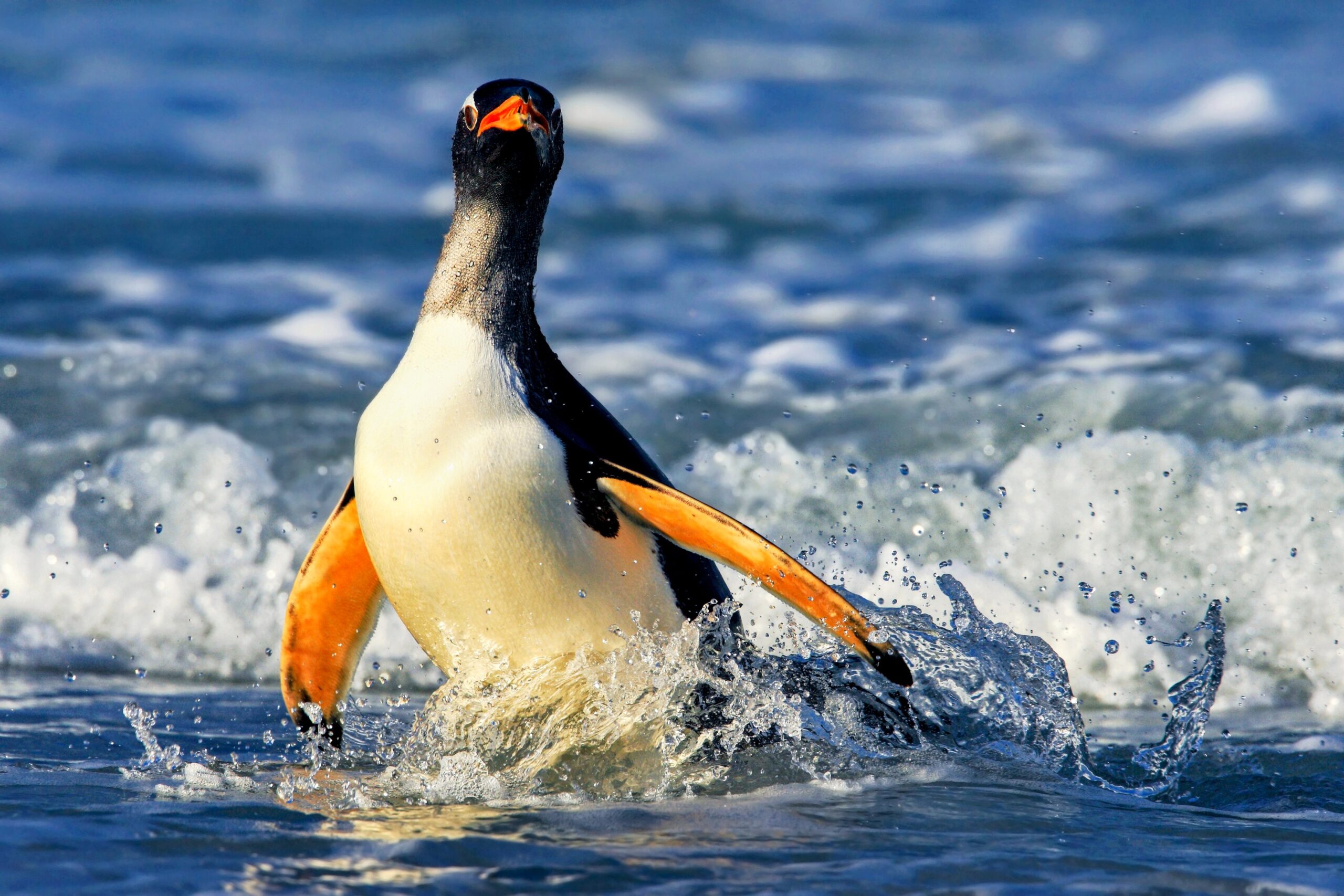 Images Of Penguins Swimming Images Of Penguins Swimming