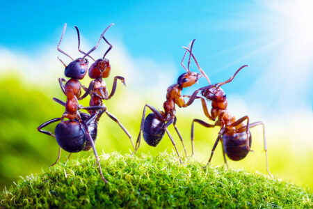 Nature's silent language: Decoding the way insects use chemical signals