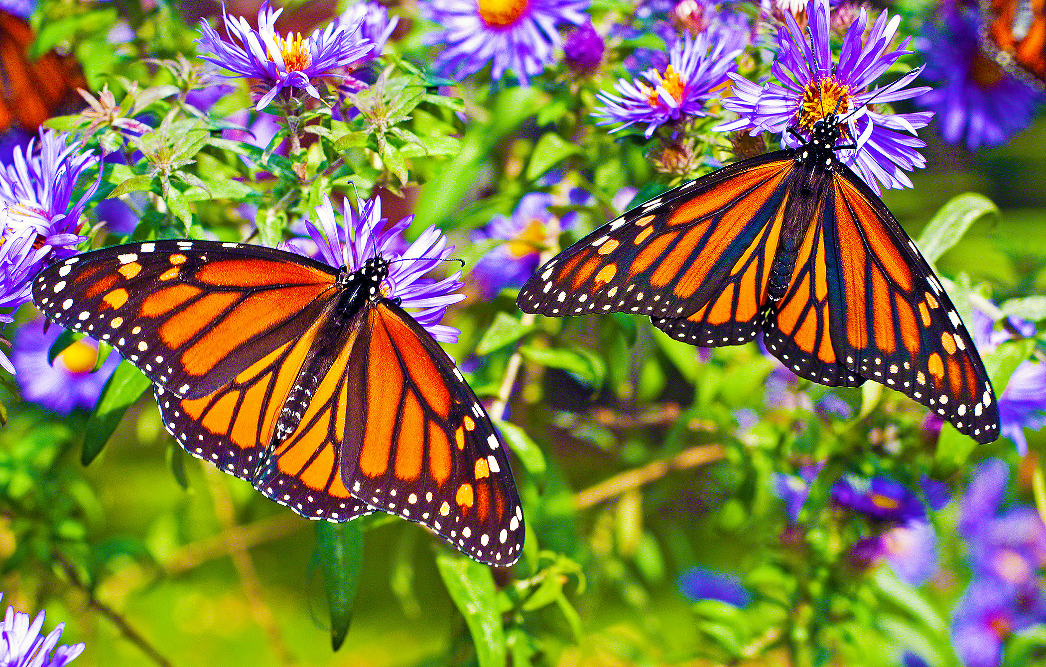 Monarch Butterflies With More White Spots Are More Likely To Survive Monarch Butterflies With More White Spots Are More Likely To Survive
