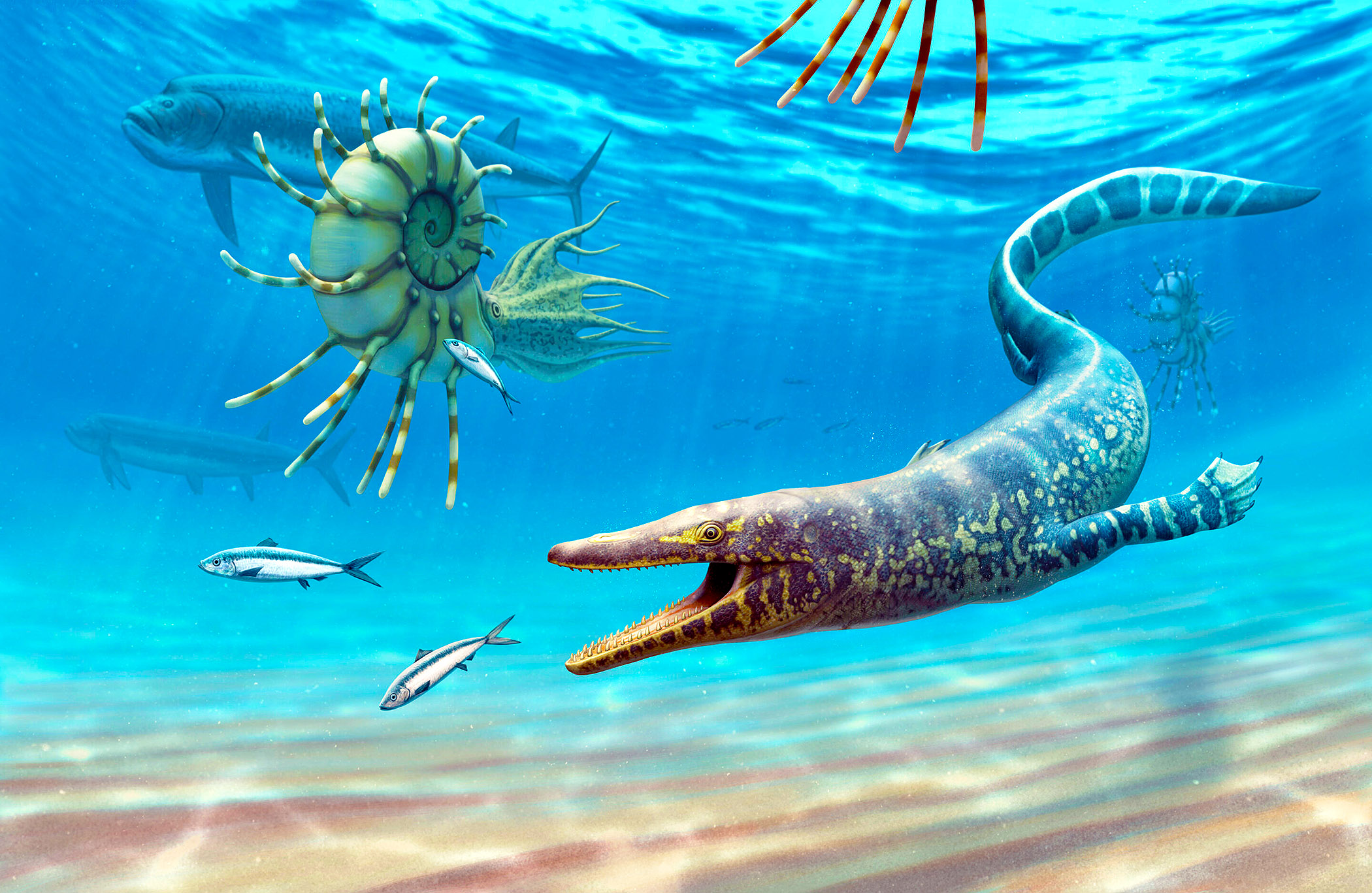 Sarabosaurus Dahli A Newly Discovered Mosasaur Species Provides Sarabosaurus Dahli A Newly Discovered Mosasaur Species Provides