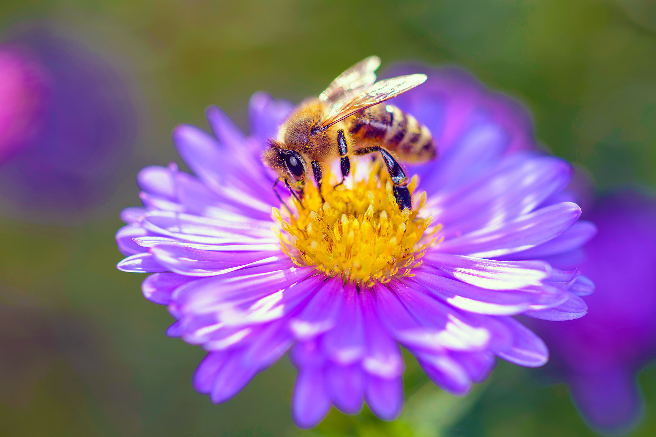 Bee Pollination Bee Pollination