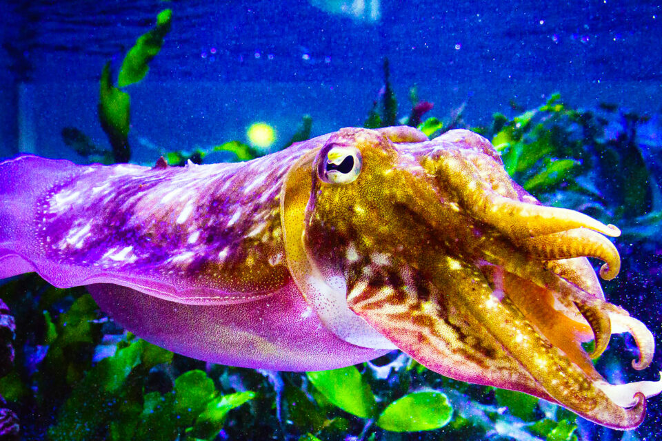 Cuttlefish camouflage is much more complex and mindboggling than